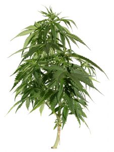 cannabis-plant-1181391-m.jpg