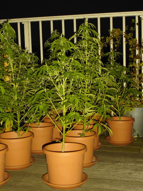 marijuanaplants.jpg