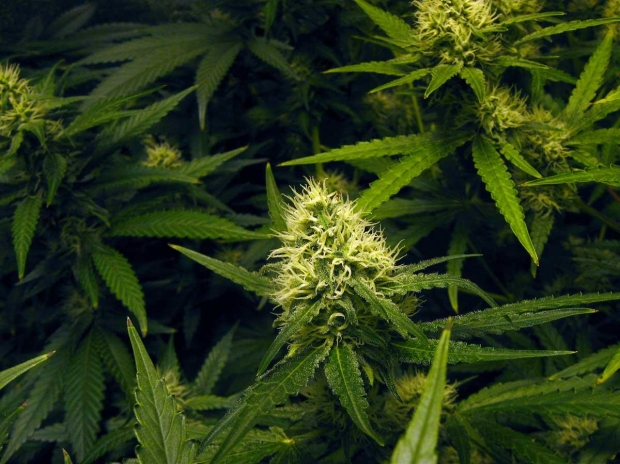 marijuana.jpg