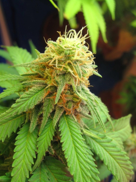 marijuana1-1.jpg