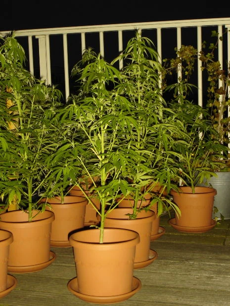 marijuanaplants.jpg