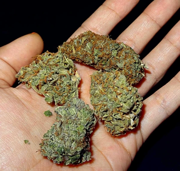 buds