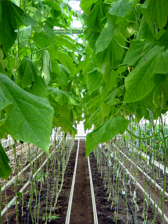 greenhouse