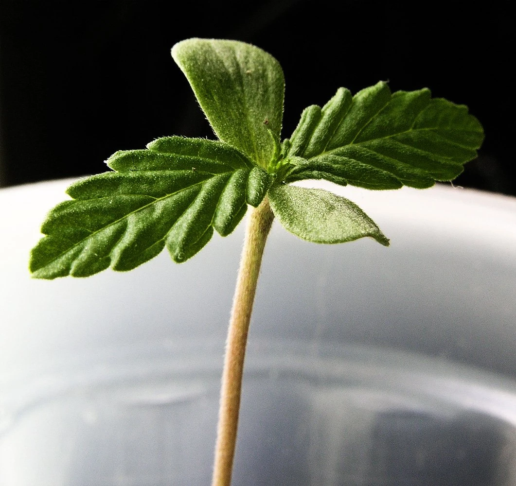 cannabis defense attorneys