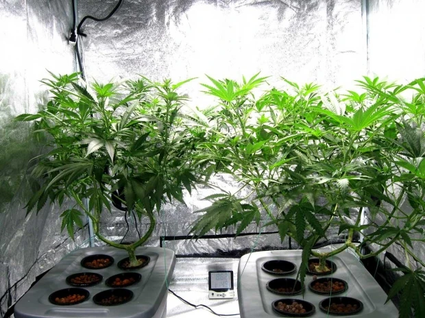 marijuana attorney