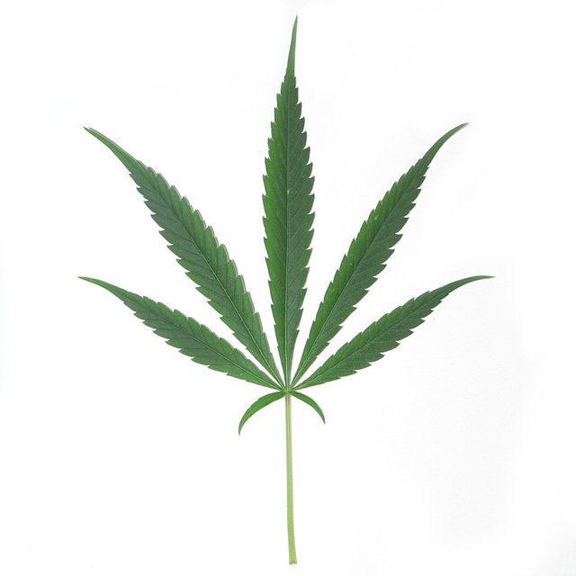 medical marijuana