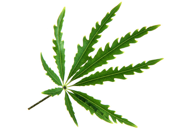 leaf-101-1481971-639x453-1.jpg