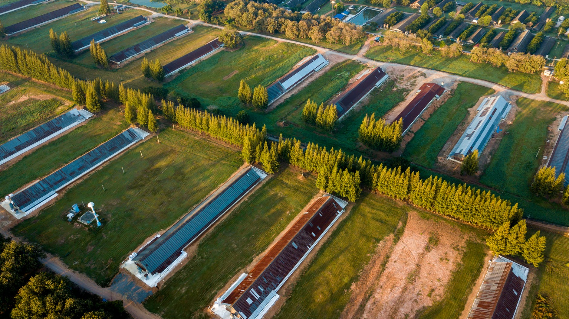California cannabis cultivation