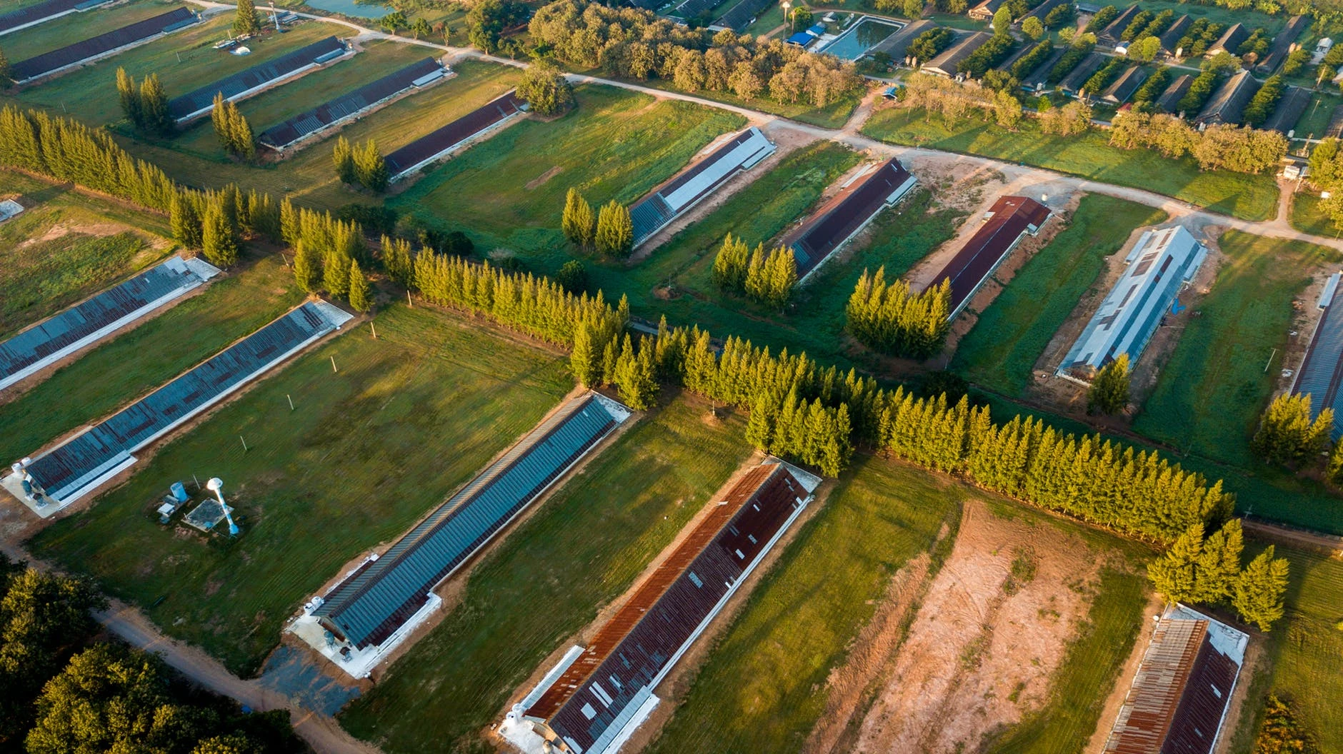 California cannabis cultivation