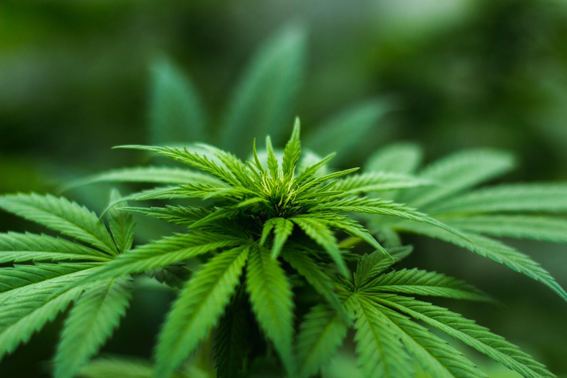 California marijuana farming attorney