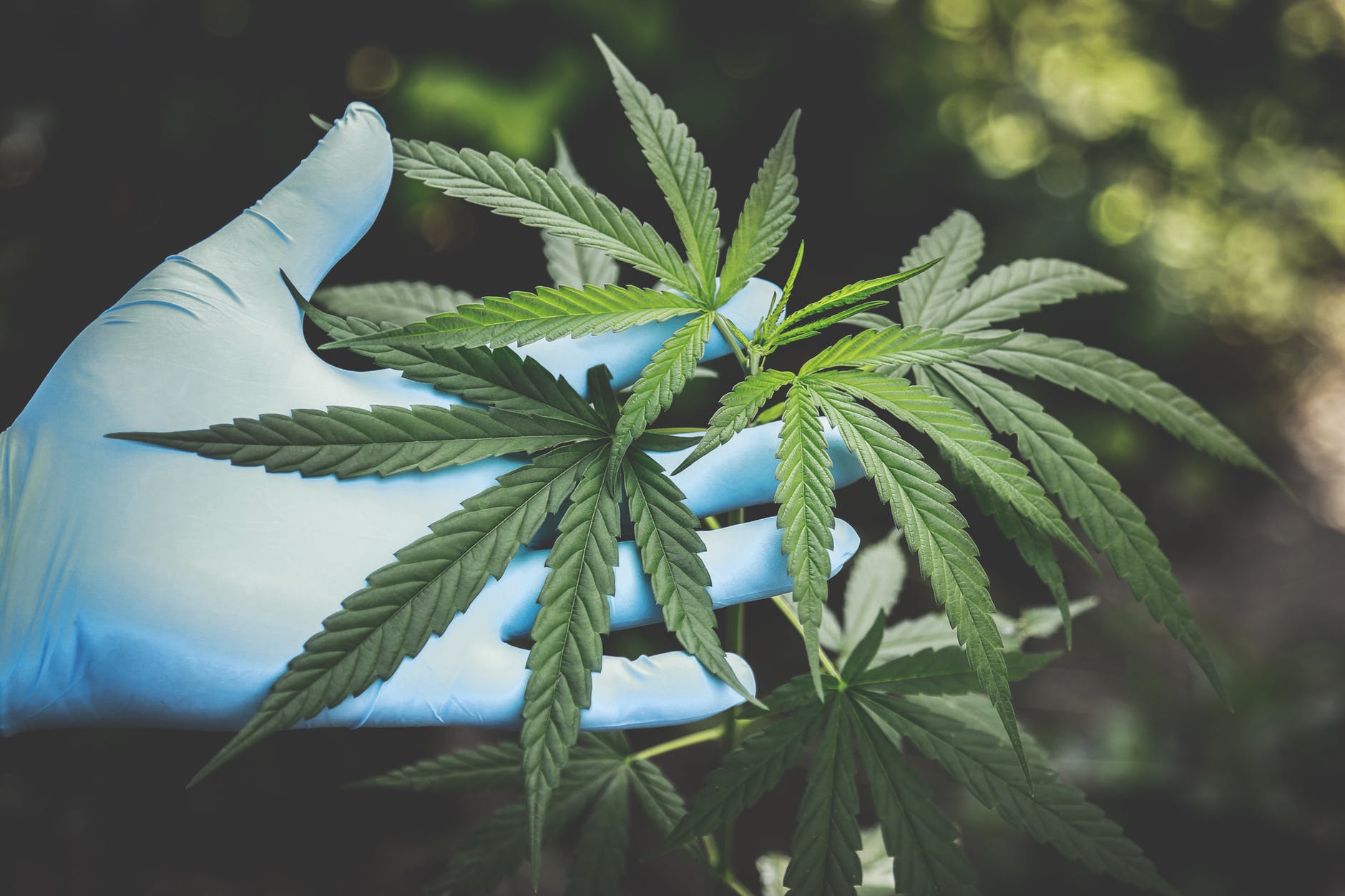 marijuana research