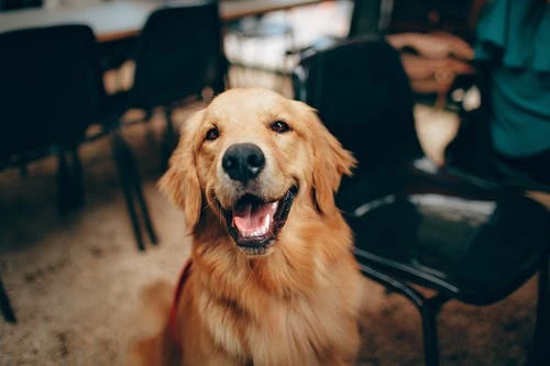 canine cannabis