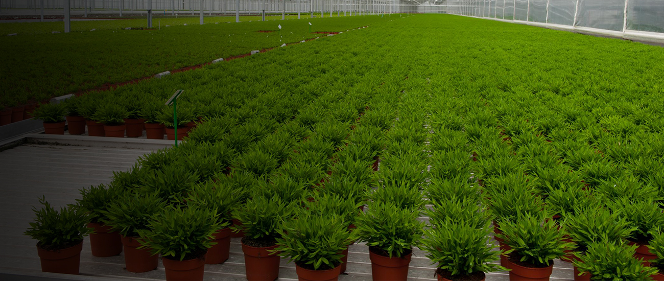 RETAIL STOREFRONT, DELIVERY, CULTIVATION, MANUFACTURING AND DISTRIBUTION LICENSES